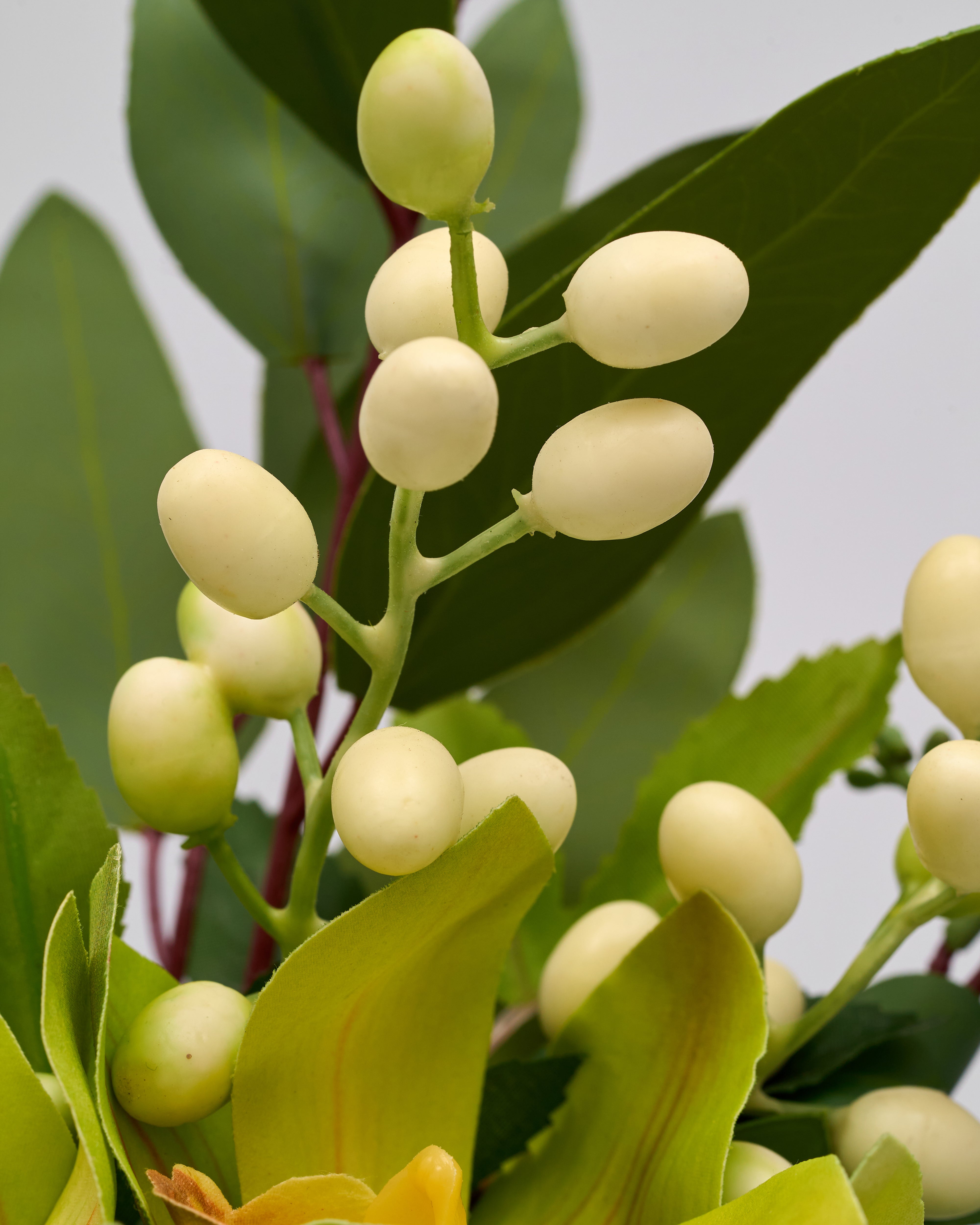 Close-up of white berries on a branch with green leaves against a light gray background