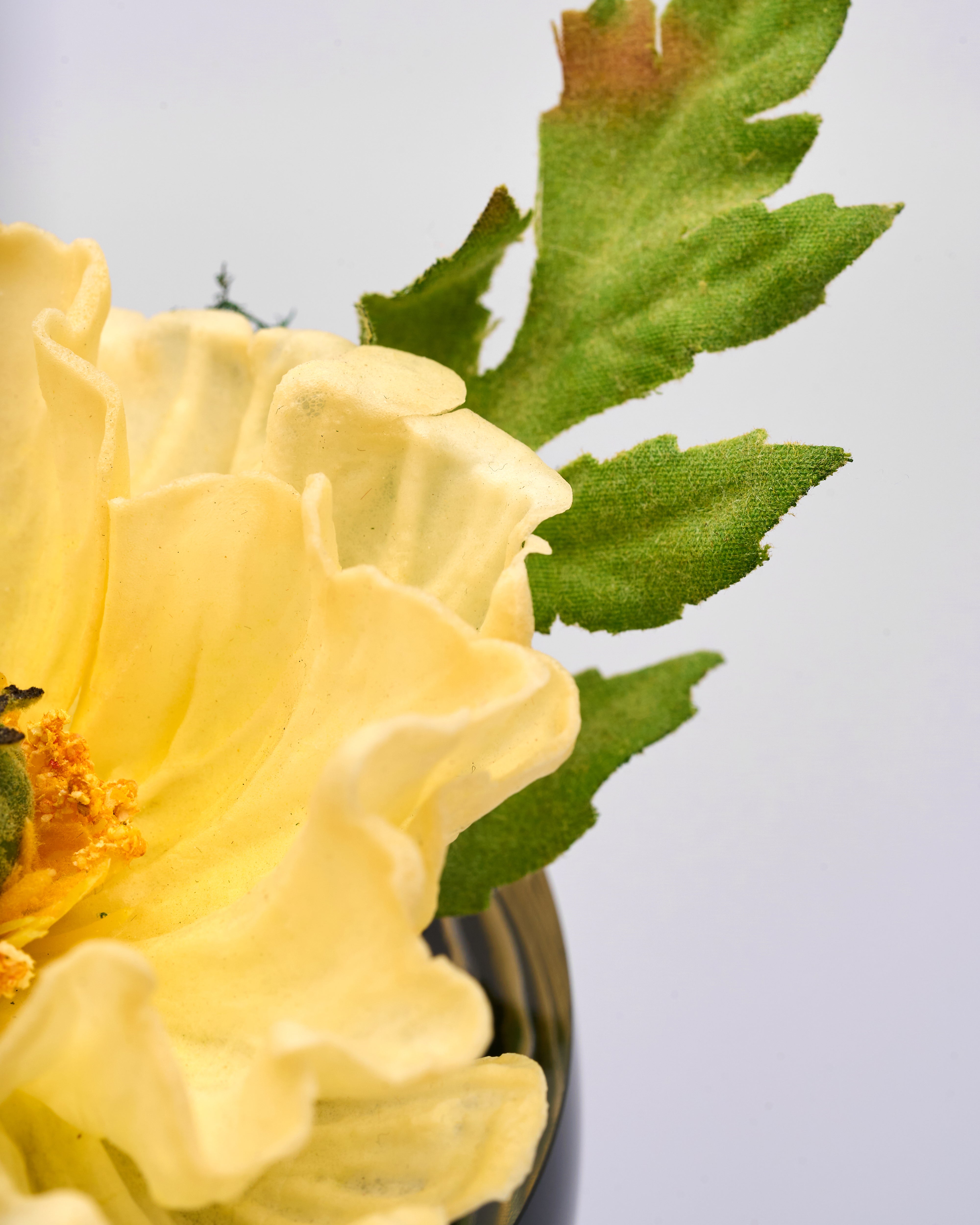 Close-up of a yellow flower with green leaves on a light gray background