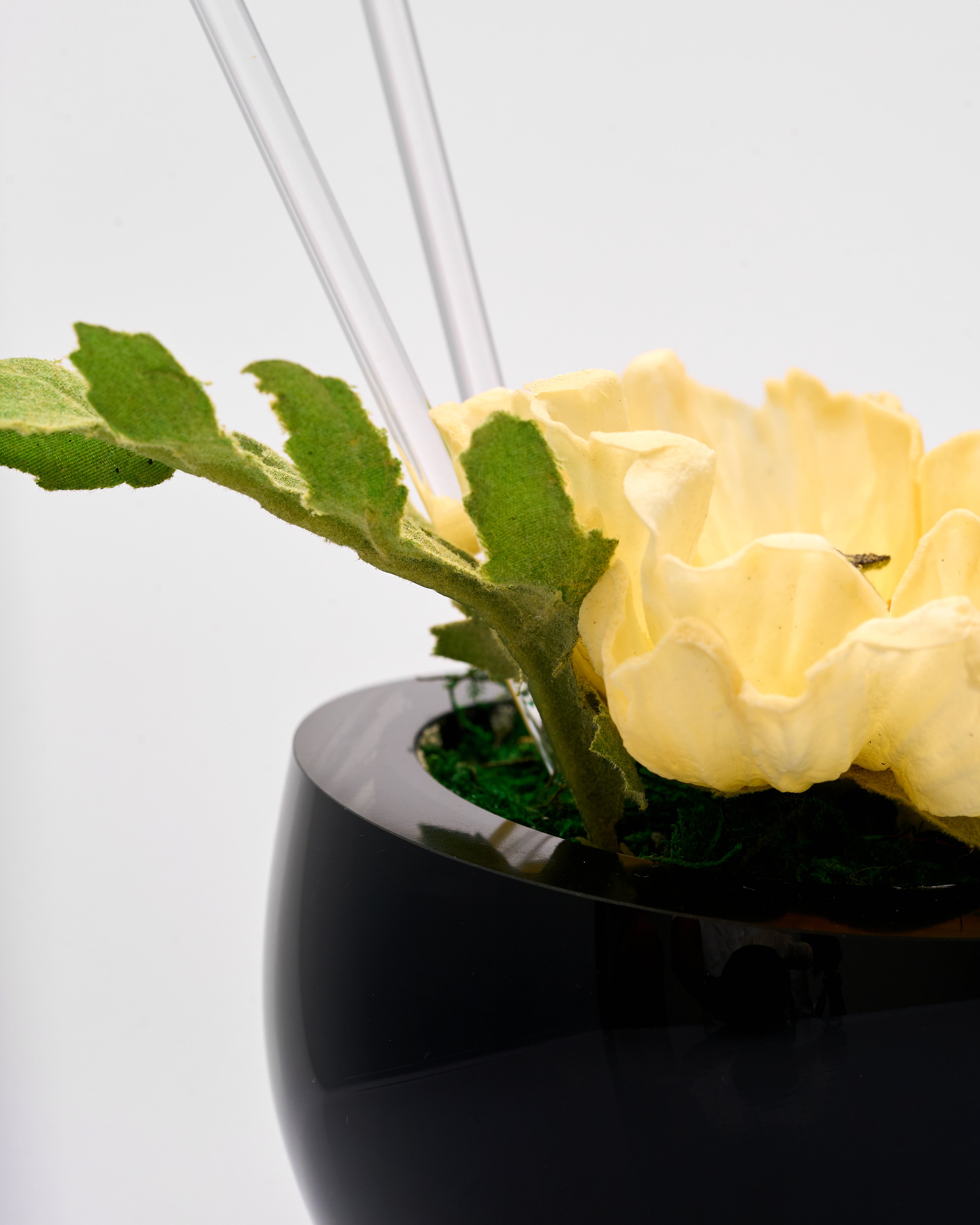 Black vase with a yellow rose and green leaves on a white background