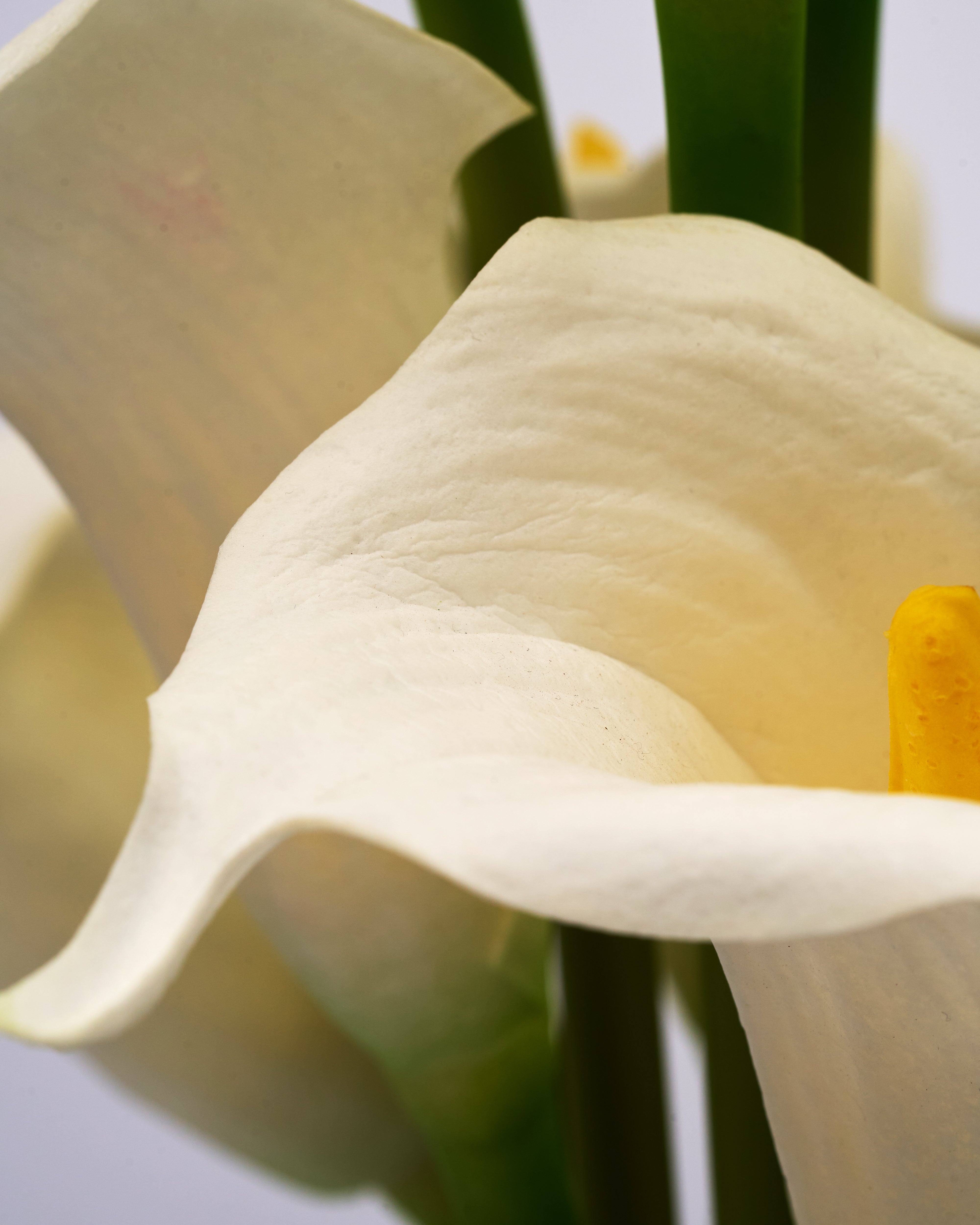 Close-up of a white calla lily artificial flower with a blurred background