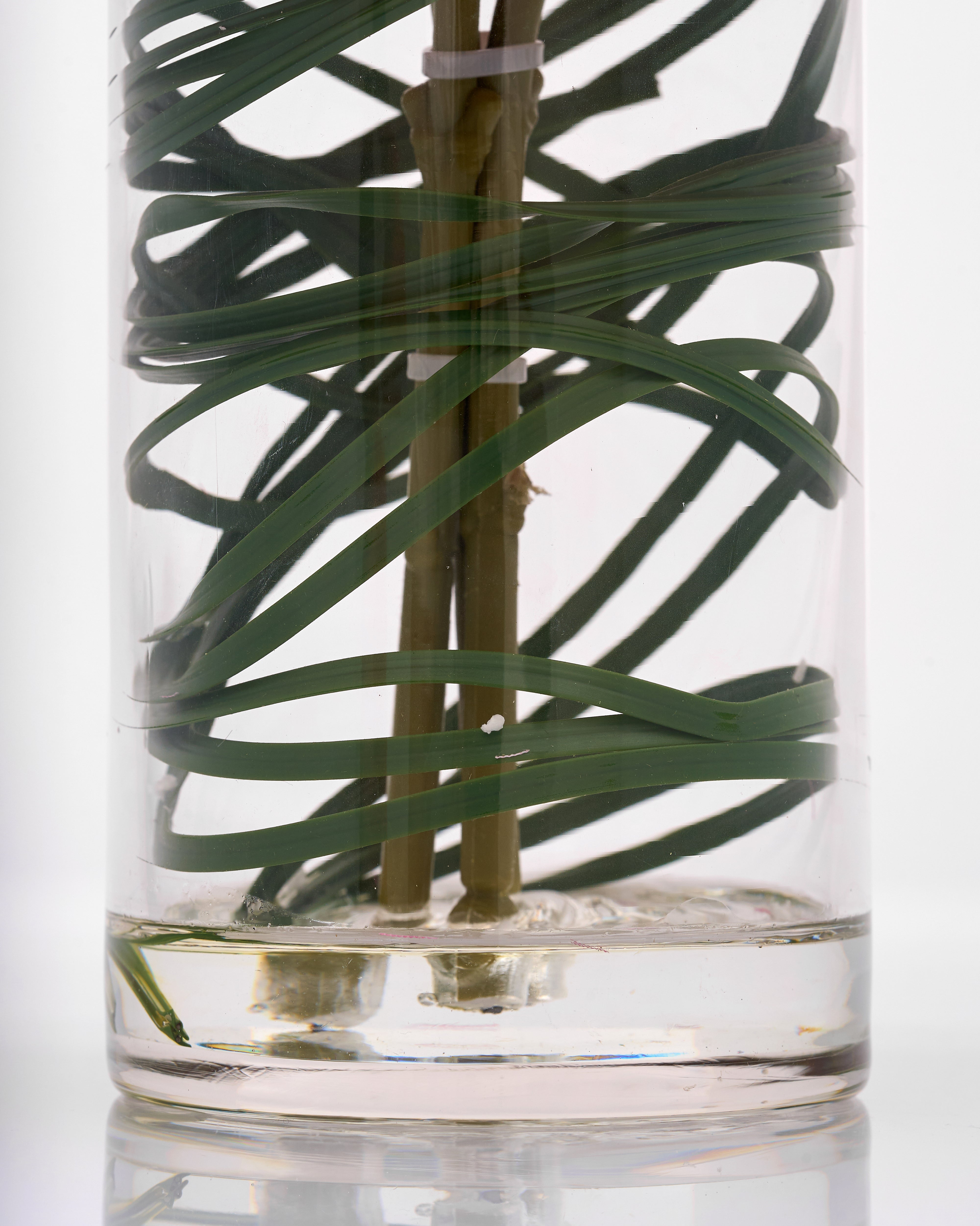 Clear glass vase with green leafy plant inside on a white background