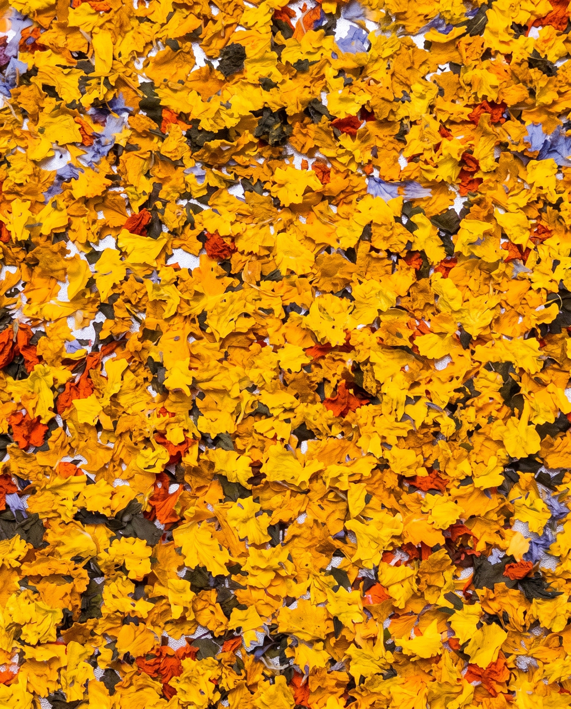 Golden Blooms - Floral Blossom Modern Wallart