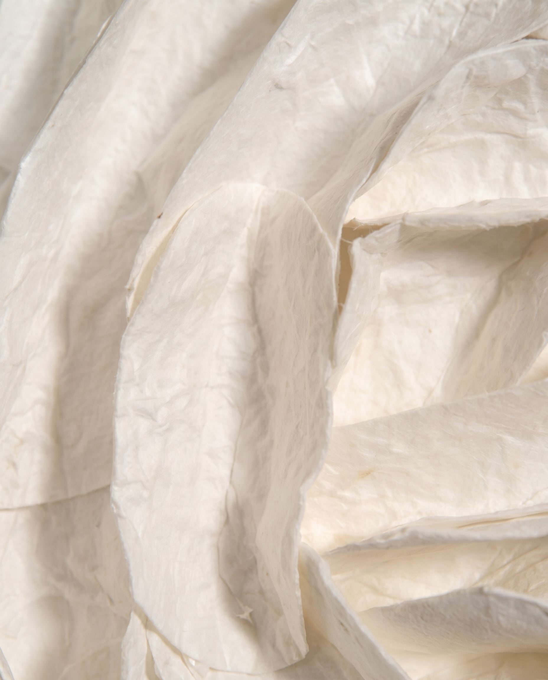 Whispering Leaves - Contemporary Wall Art