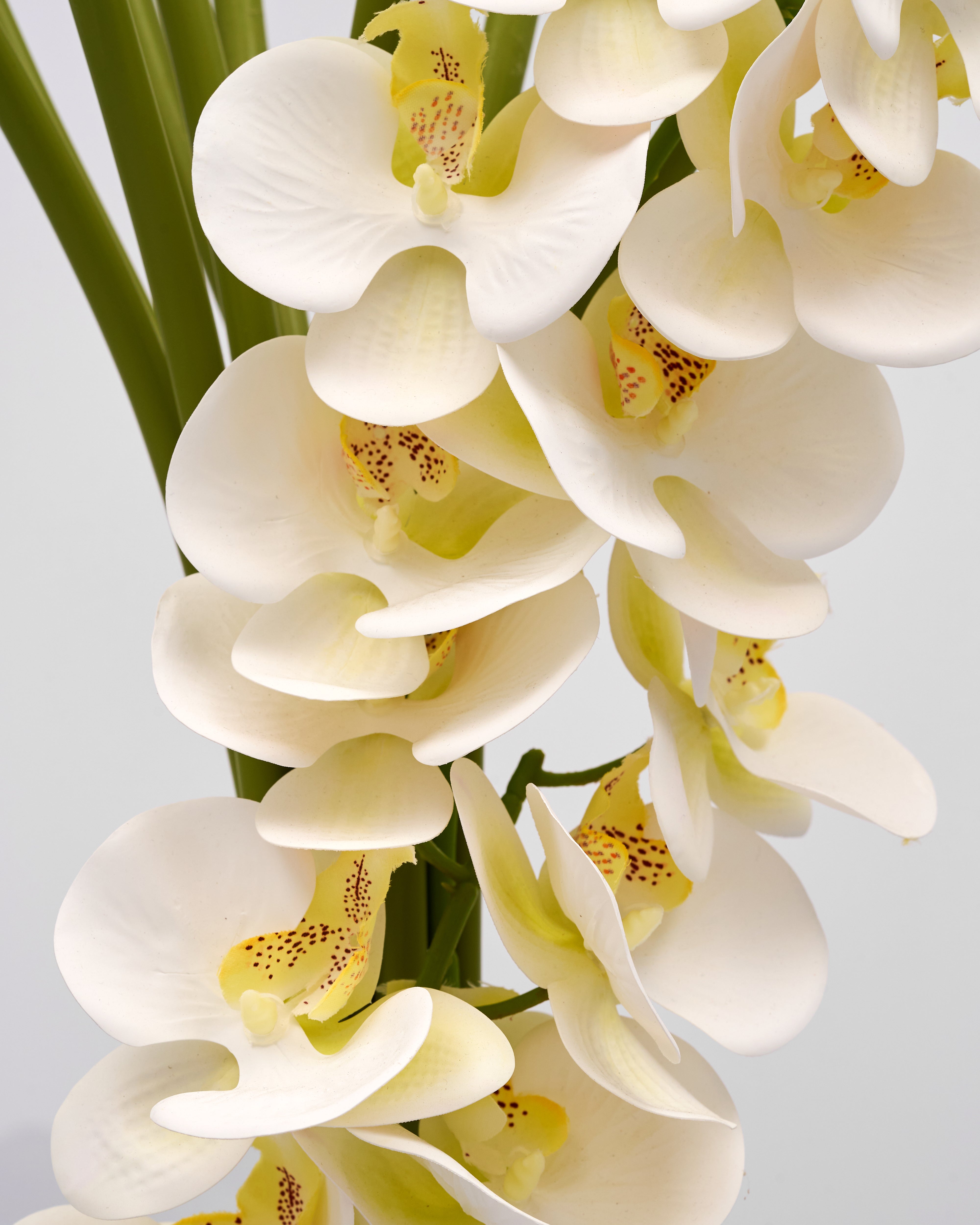 Close-up of white orchids with a light gray background