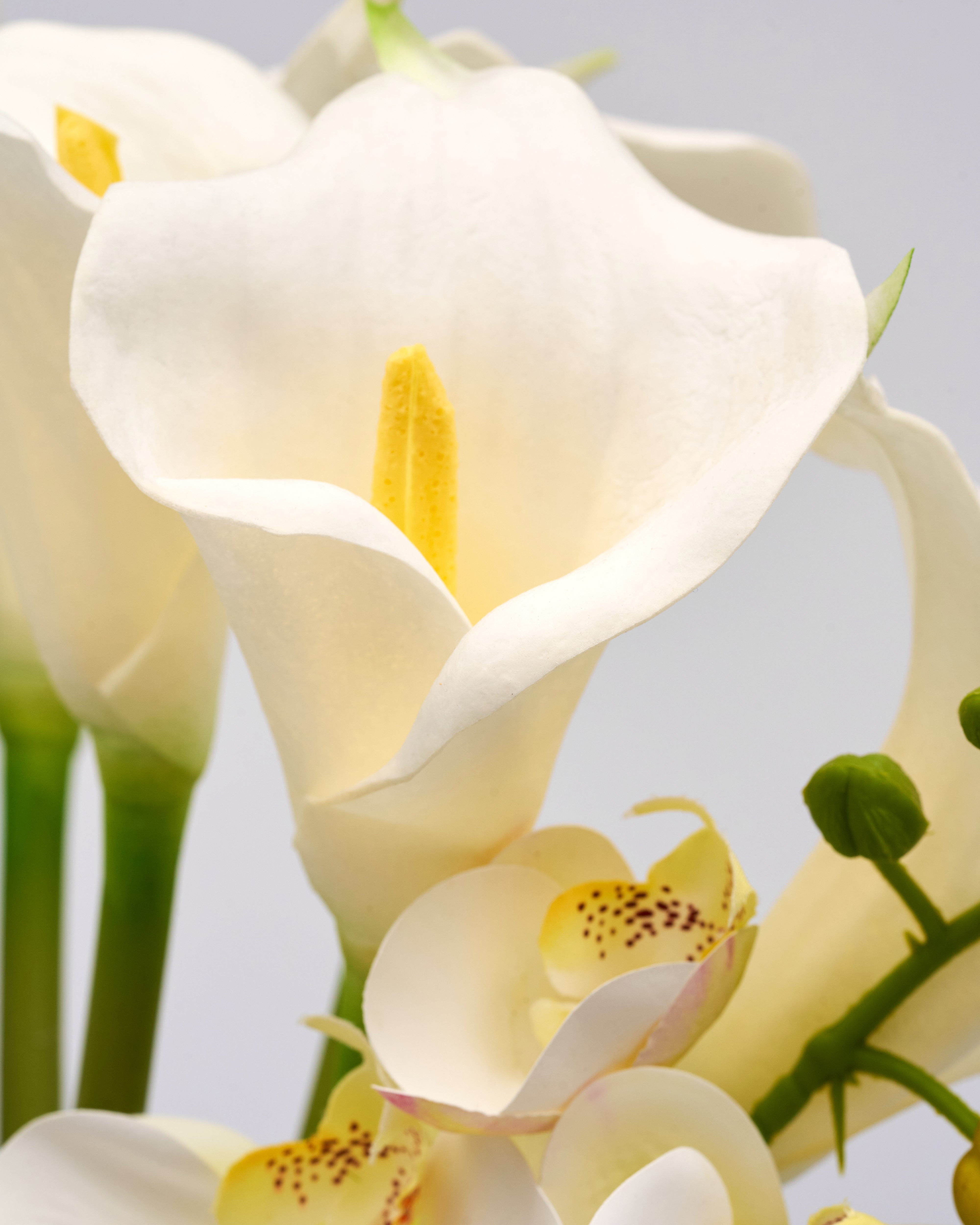 Close-up of white calla lilies with a blurred gray background