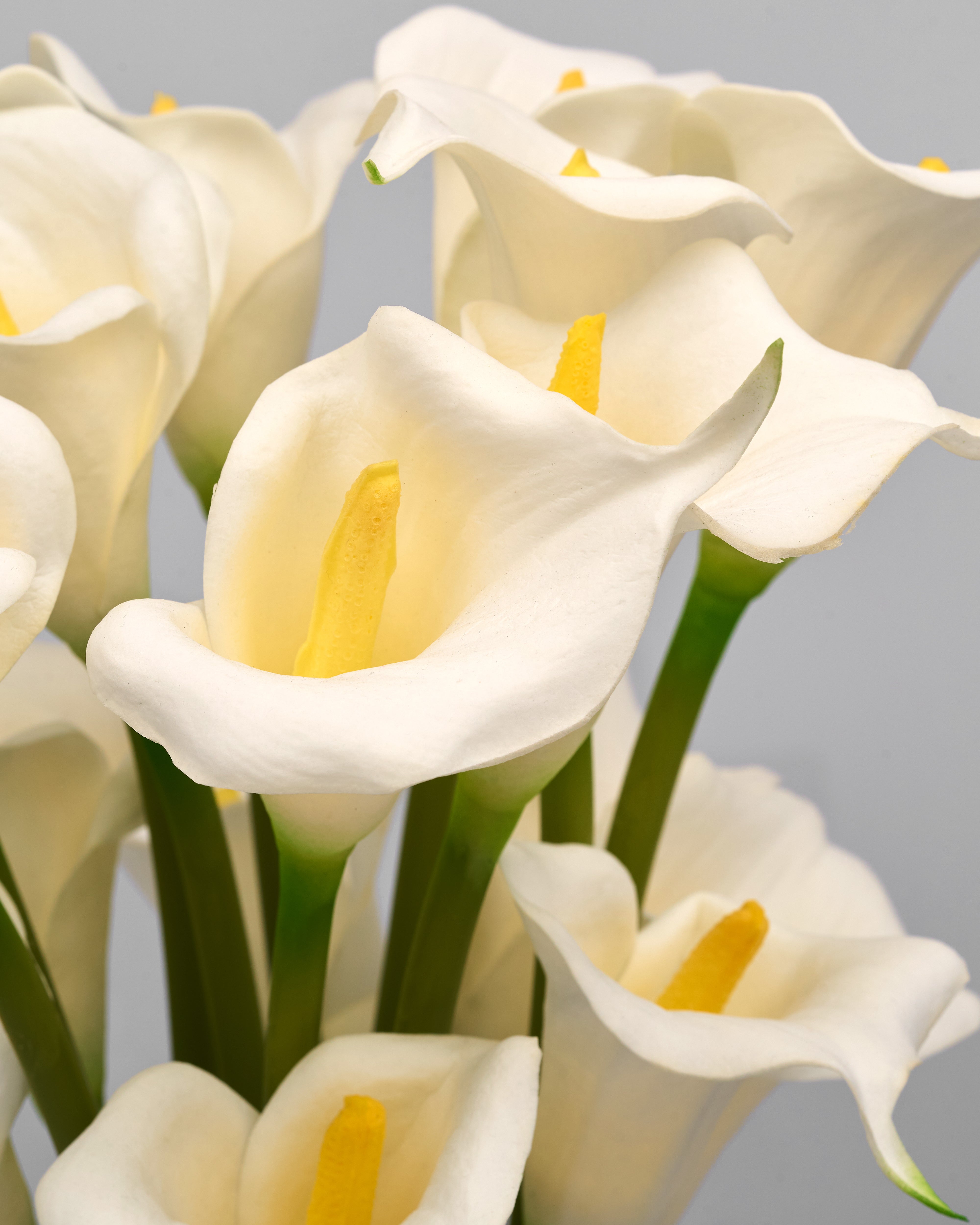 Close-up of white calla lilies with a gray background