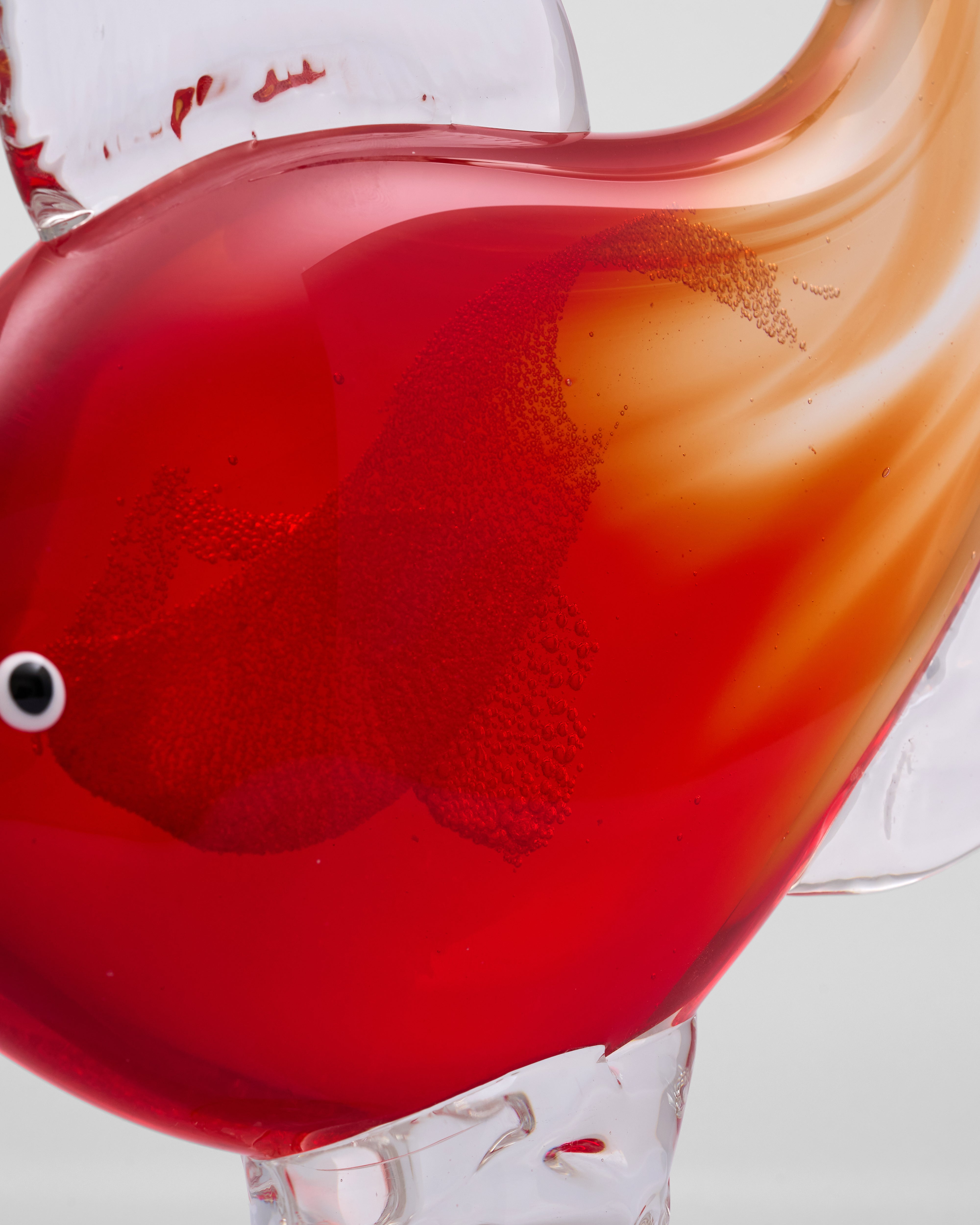Close-up of a red fish in a clear container with a white background