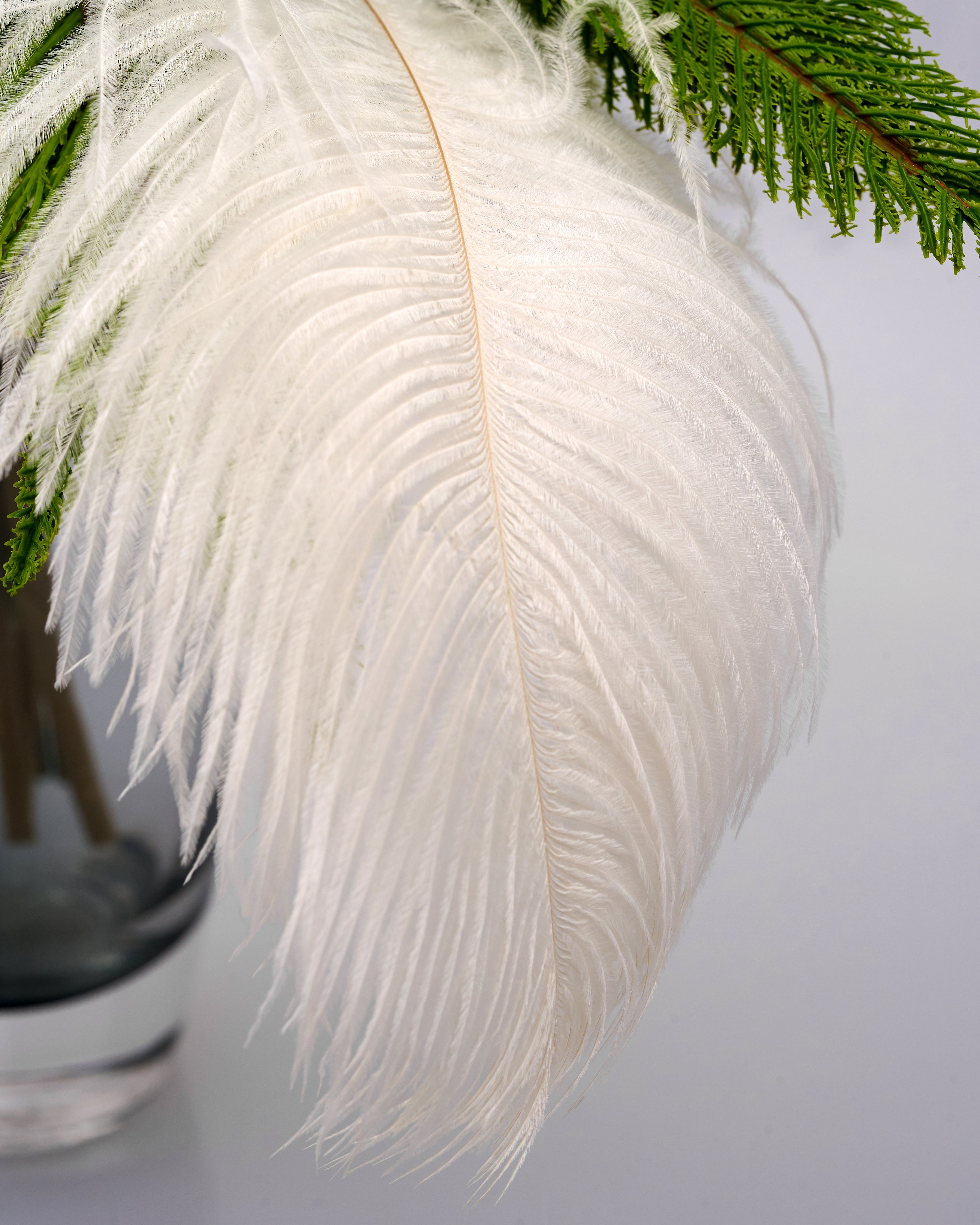 Close-up of a white feather with a blurred background