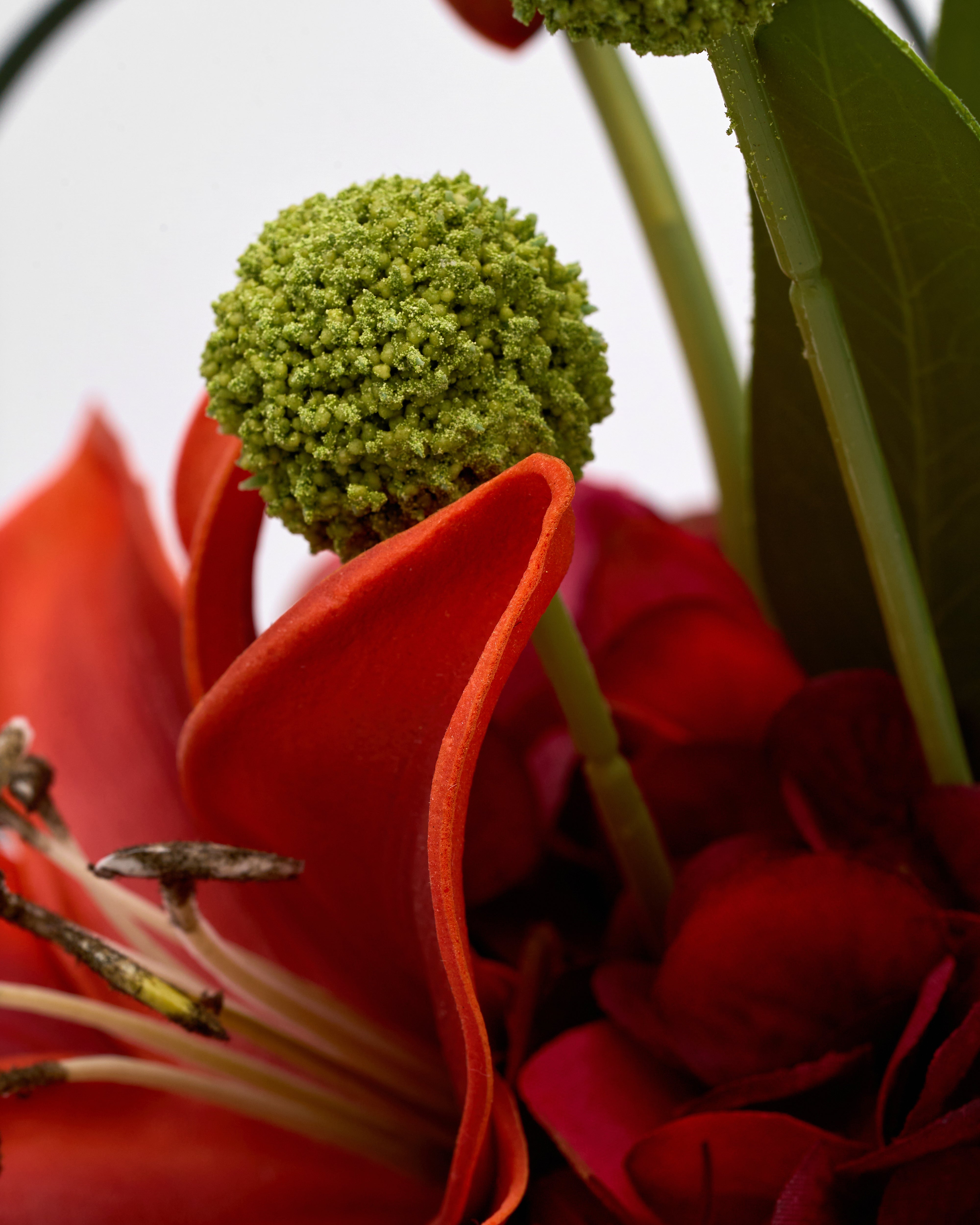 Close-up of a red flower with a green spherical object on top, blurred background