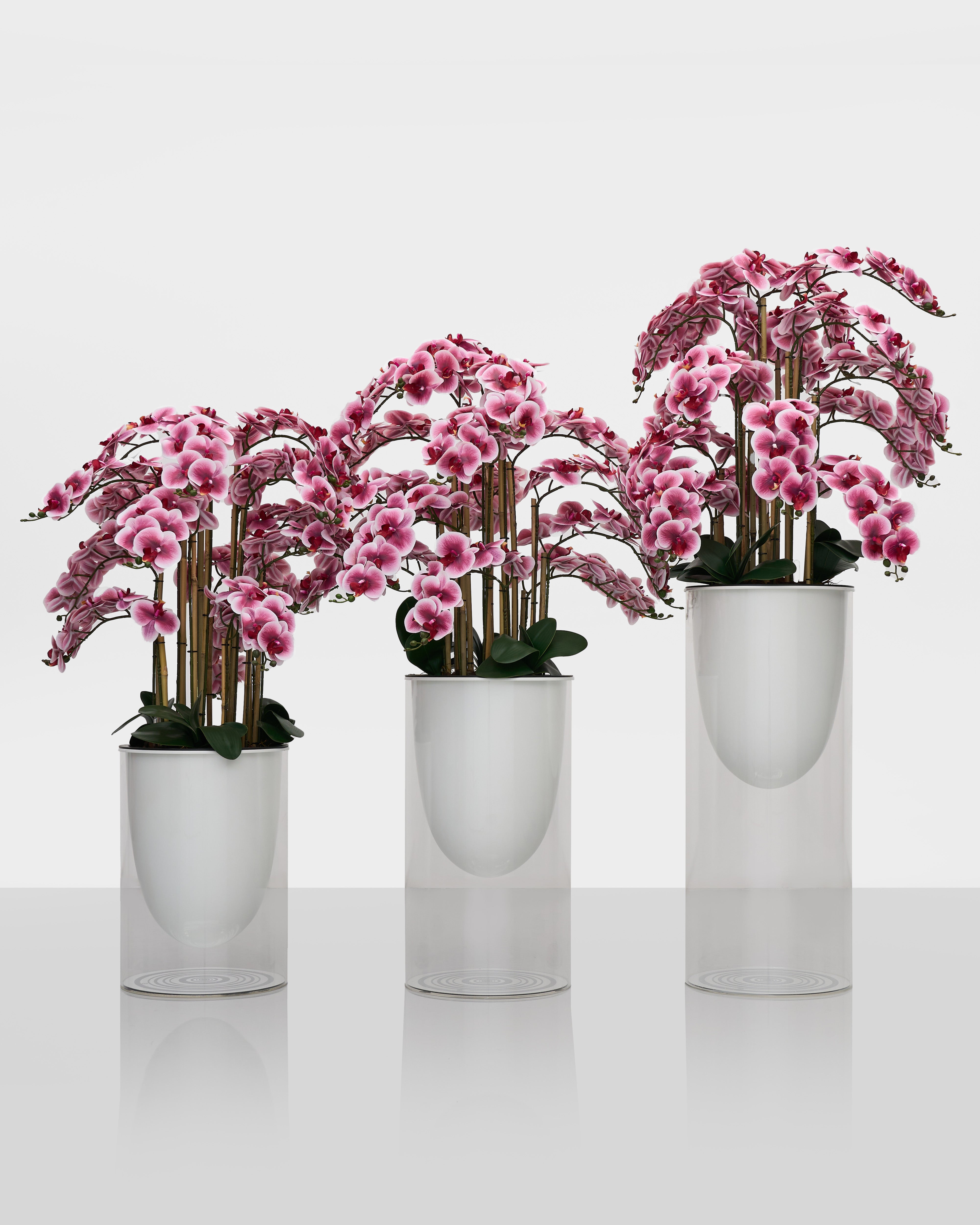 Three white vases with pink flowers on a white background