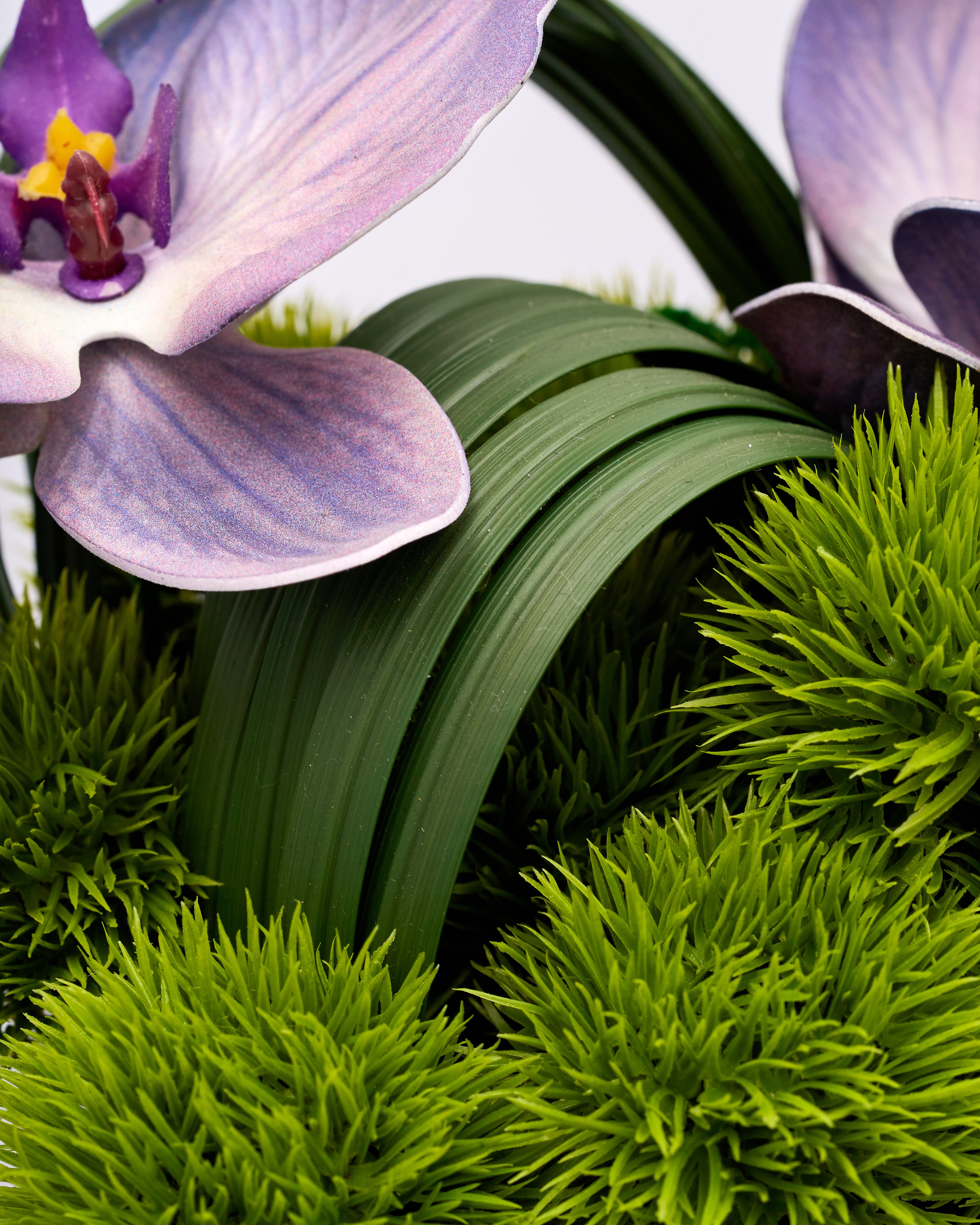 Close-up of a purple orchid surrounded by green foliage