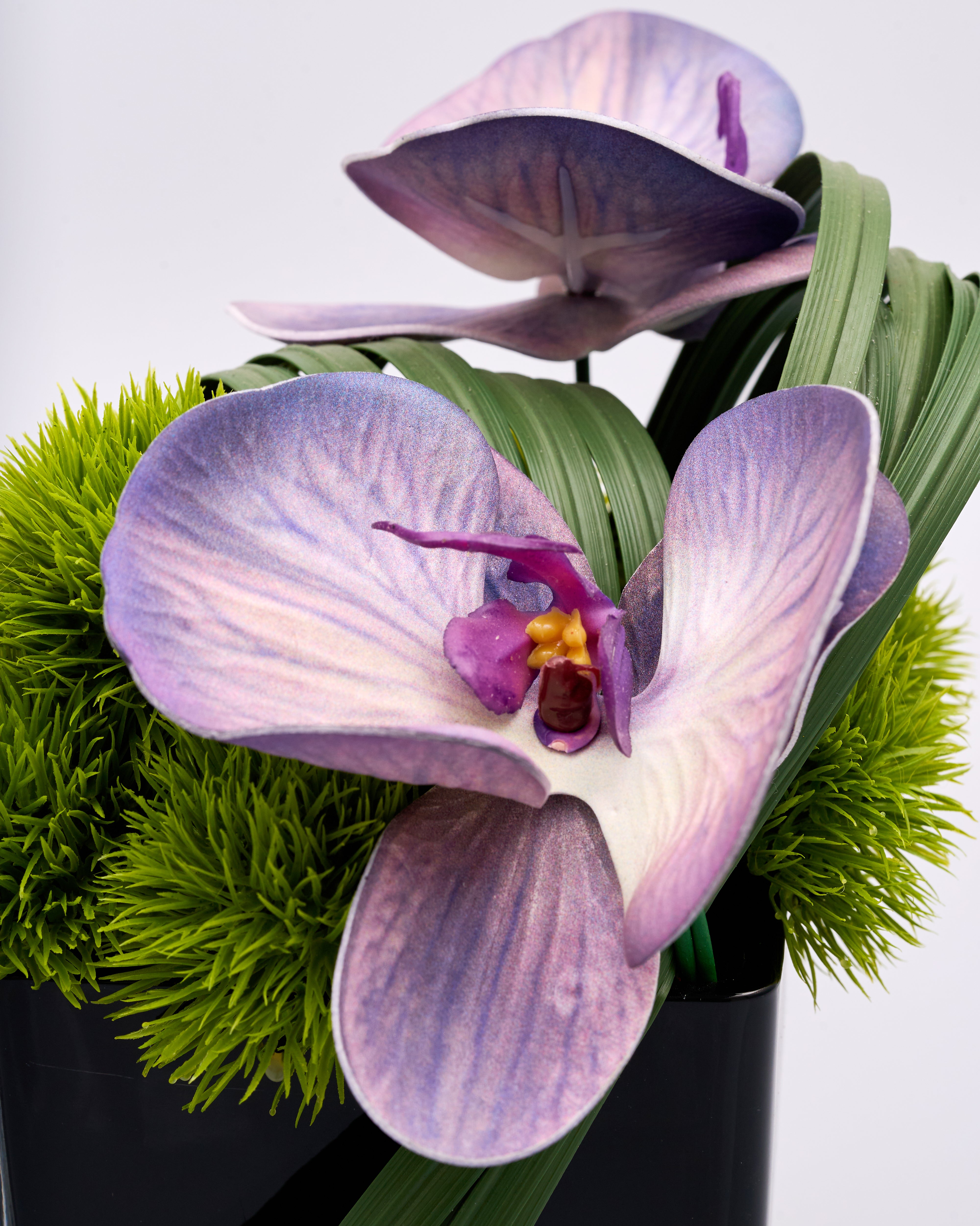 Close-up of a purple orchid with green leaves on a white background